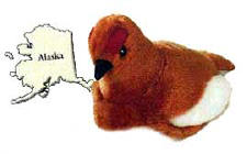 Alaska Bird