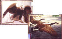 Bald Eagle "The Perch" and Canadian Geese "Winter Flight"