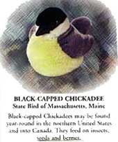 Blacked Capped Chickadee