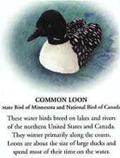 Common Loon
